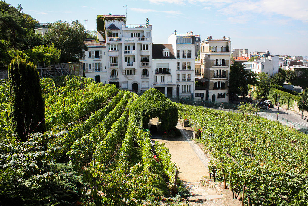 Clos-de-Montmartre, l’histoire d’un vignoble à Paris, un millésime confidentiel
