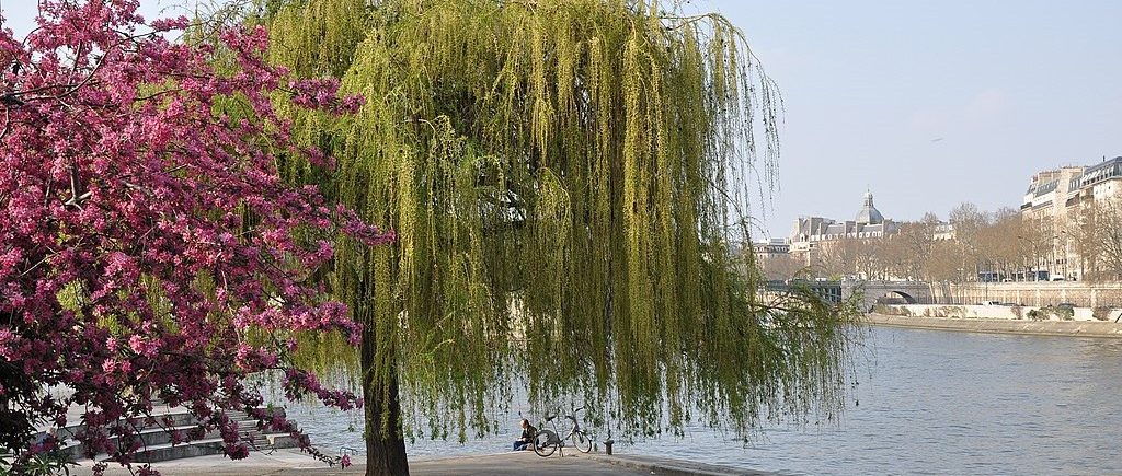 jardin-tino-rossi-5th-arrondissement-promenade-bord-de-seine