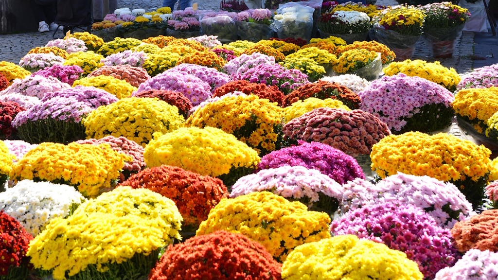 Toussaint-in-france-flore-shops