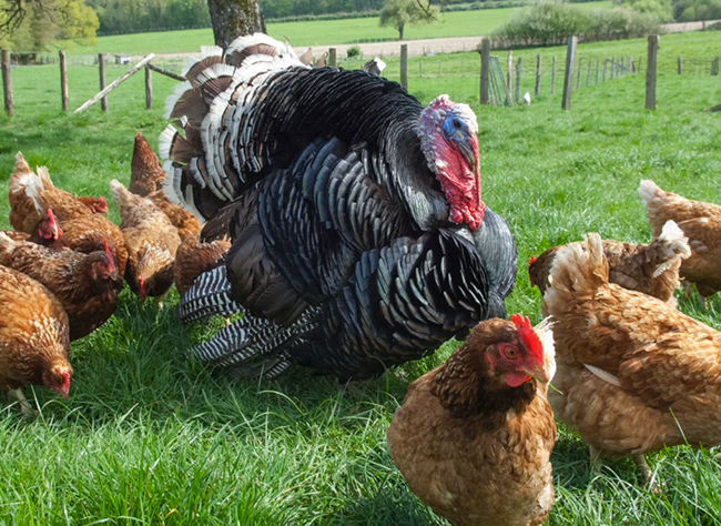 Ferme-pedagogique-rene-binet-dinde-poules.jpg