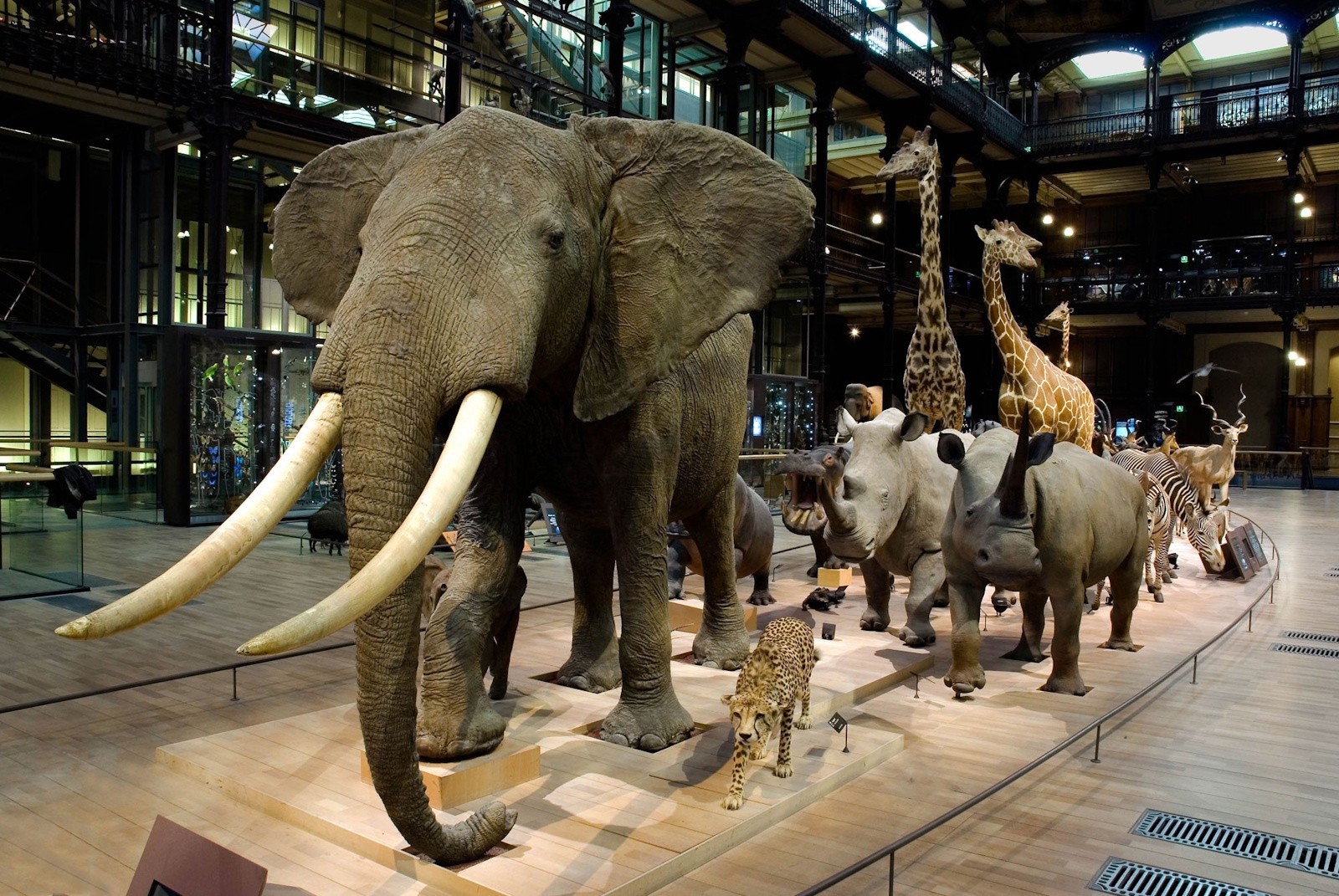 Grande Galerie de l'Evolution, une célébration à la vie