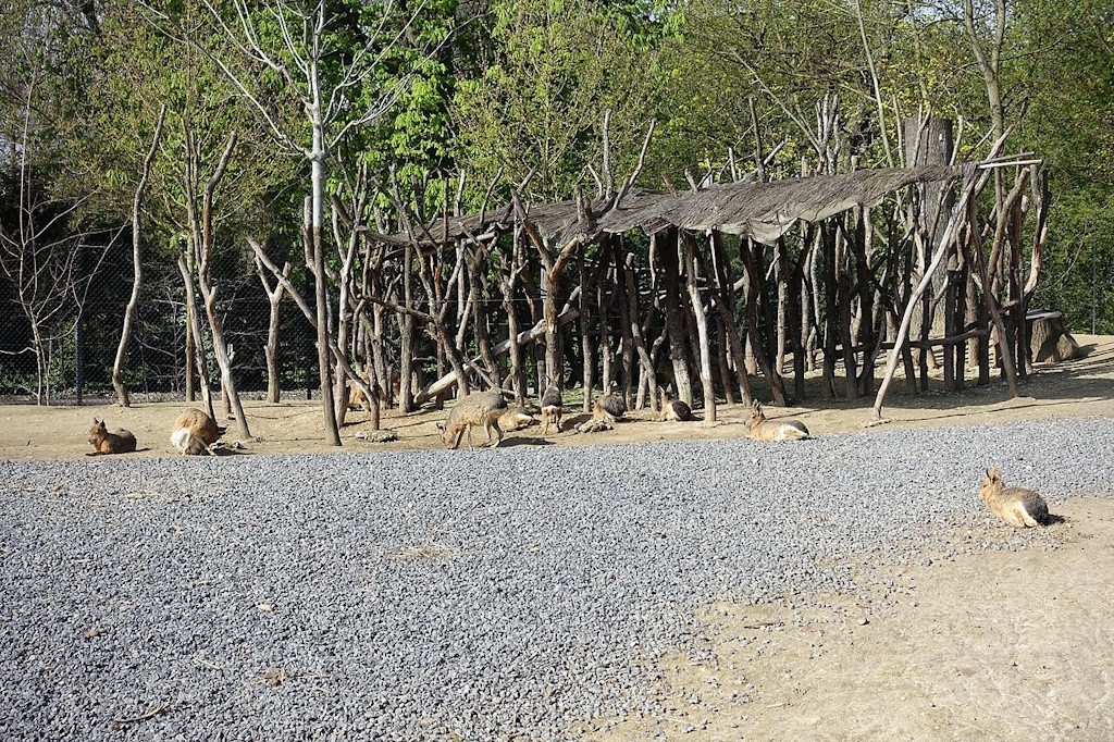 Parc-zoologique-de-paris-enclos des maras.jpg
