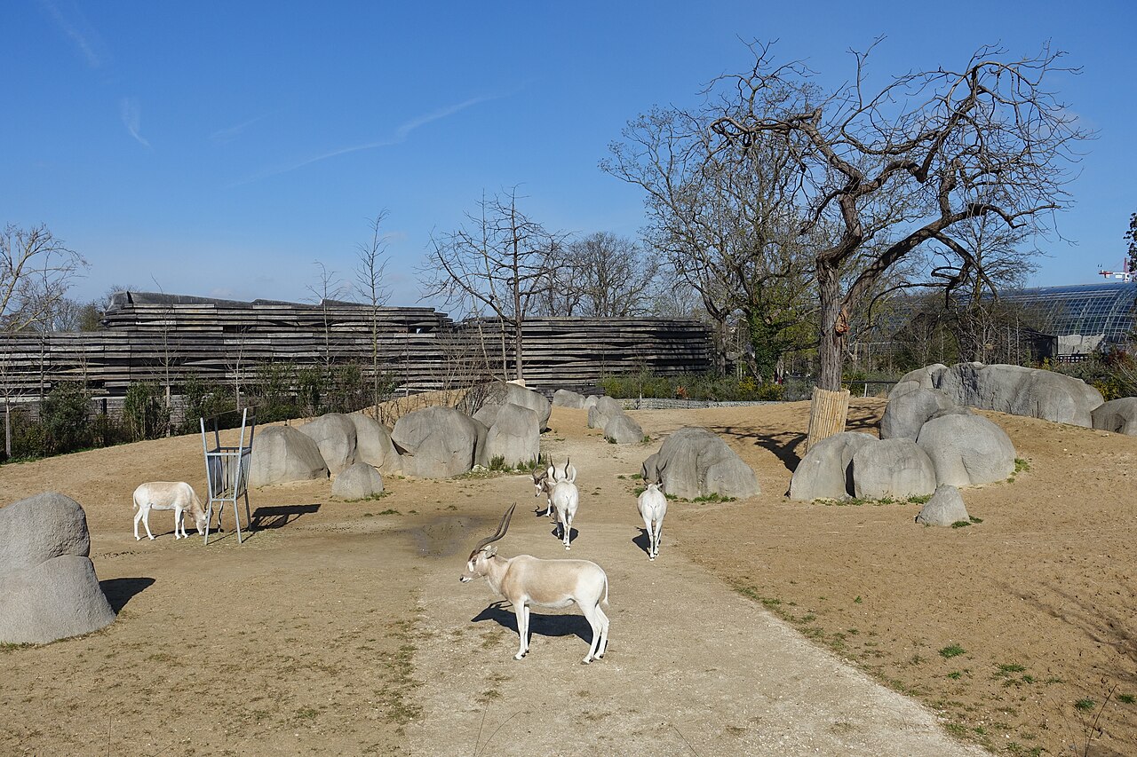 Parc-zoologique-de-paris-gazelles.jpg