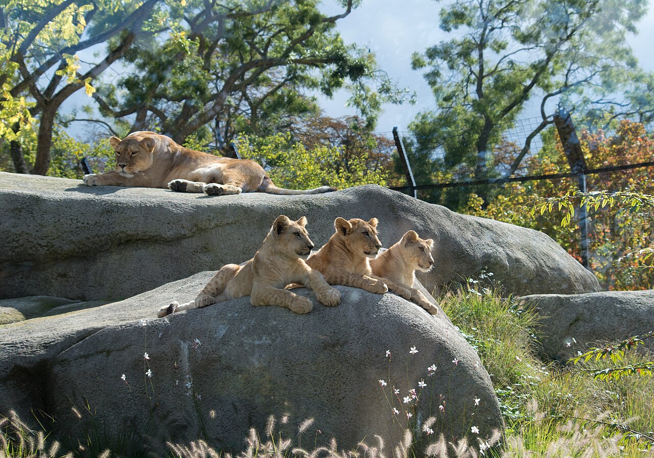 Parc-zoologique-de-paris-lionne_et_ses_3_lionceaux.jpg