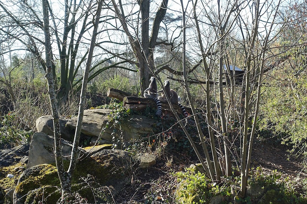 Parc-zoologique-de-paris-Lemuriens.jpg