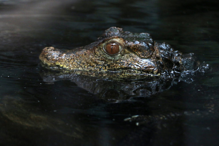 Parc-zoologique-de-paris-caiman.jpg