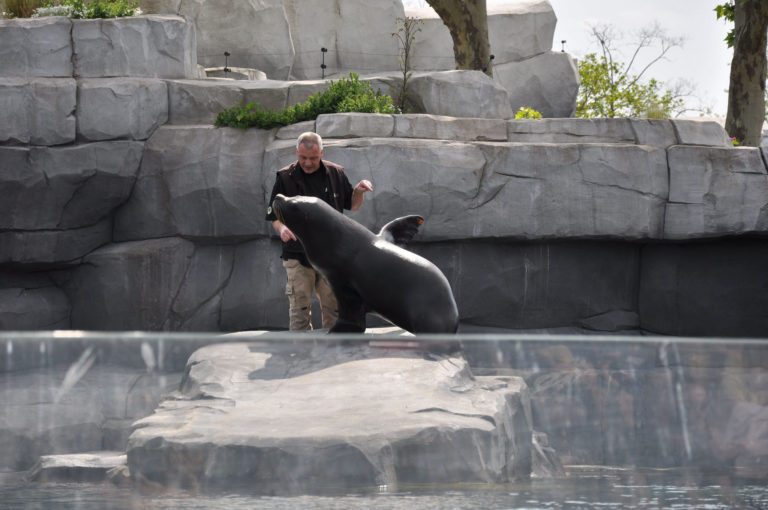Parc-zoologique-de-paris-soigneur-vincennes-manchots.jpg