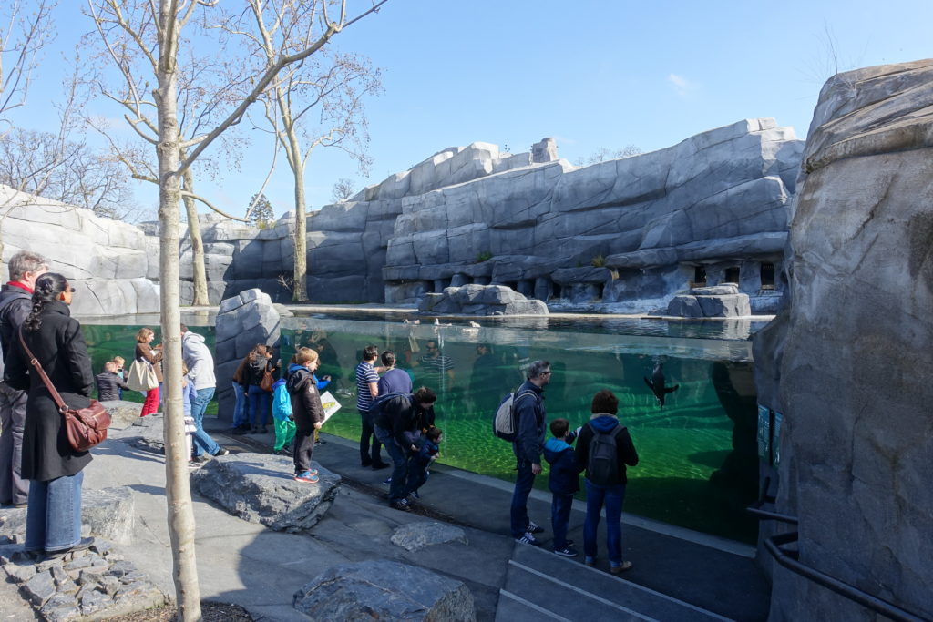 Parc-zoologique-de-paris-manchots-vincennes.jpg
