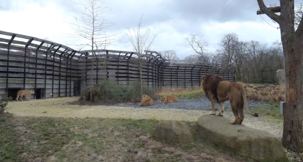 Parc-zoologique-de-paris-enclos-lions.jpg