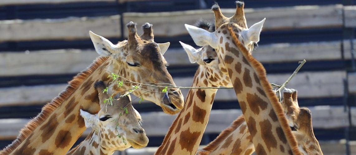 Parc-zoologique-de-paris-girafes-vincennes.jpg