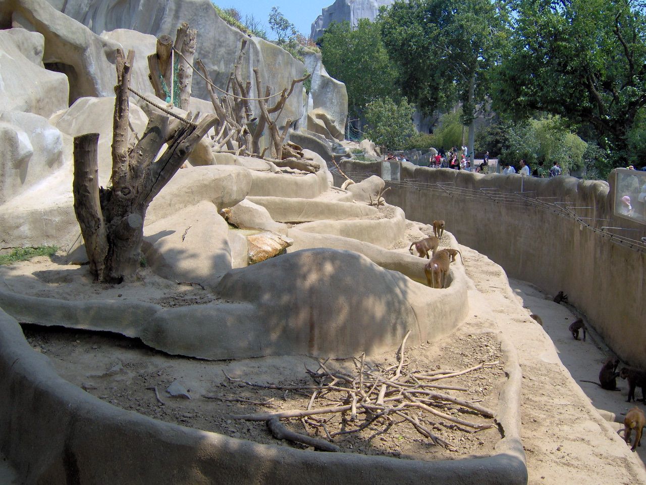 Parc-zoologique-de-paris-baboins-de-guinee.jpg