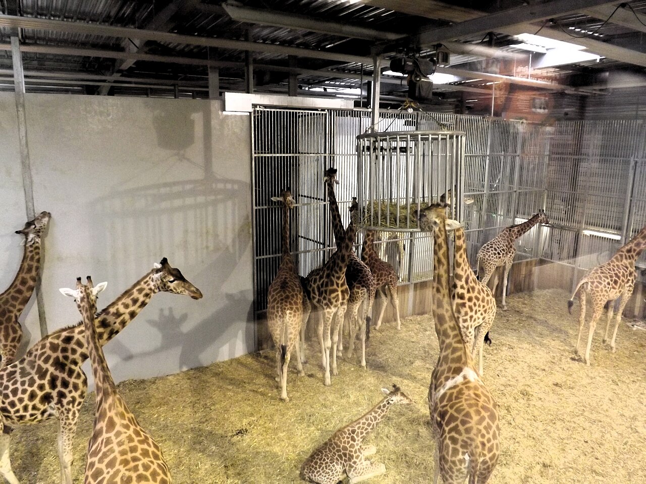 Parc-zoologique-de-paris-maion-des-girafes-Giraferie.JPG