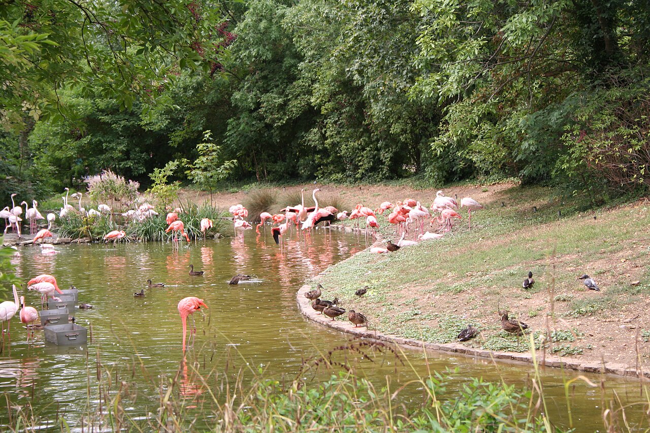 Parc-zoologique-de-paris-flamands-roses.jpg