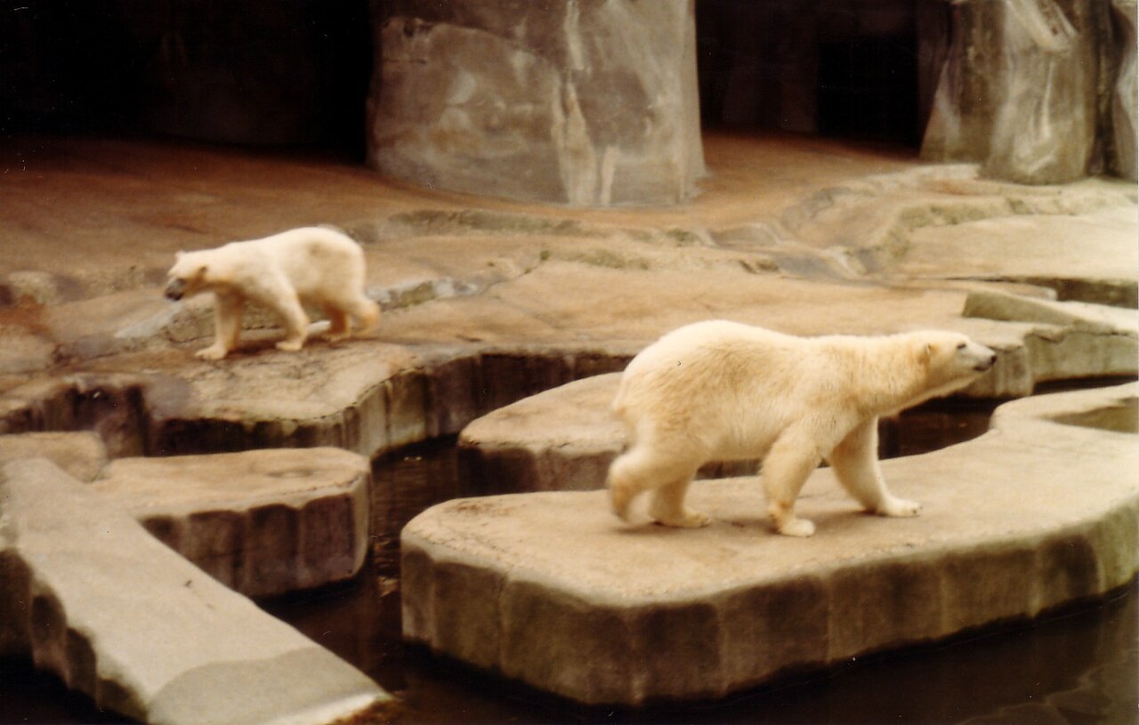 Parc-zoologique-de-paris-ours-polaires.jpg