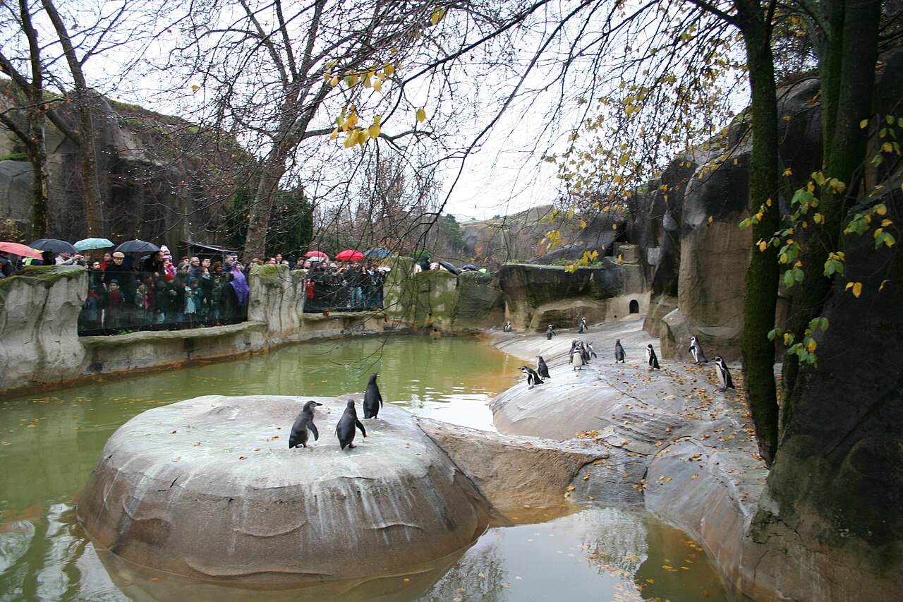 Parc-zoologique-de-paris-Penguins.JPG