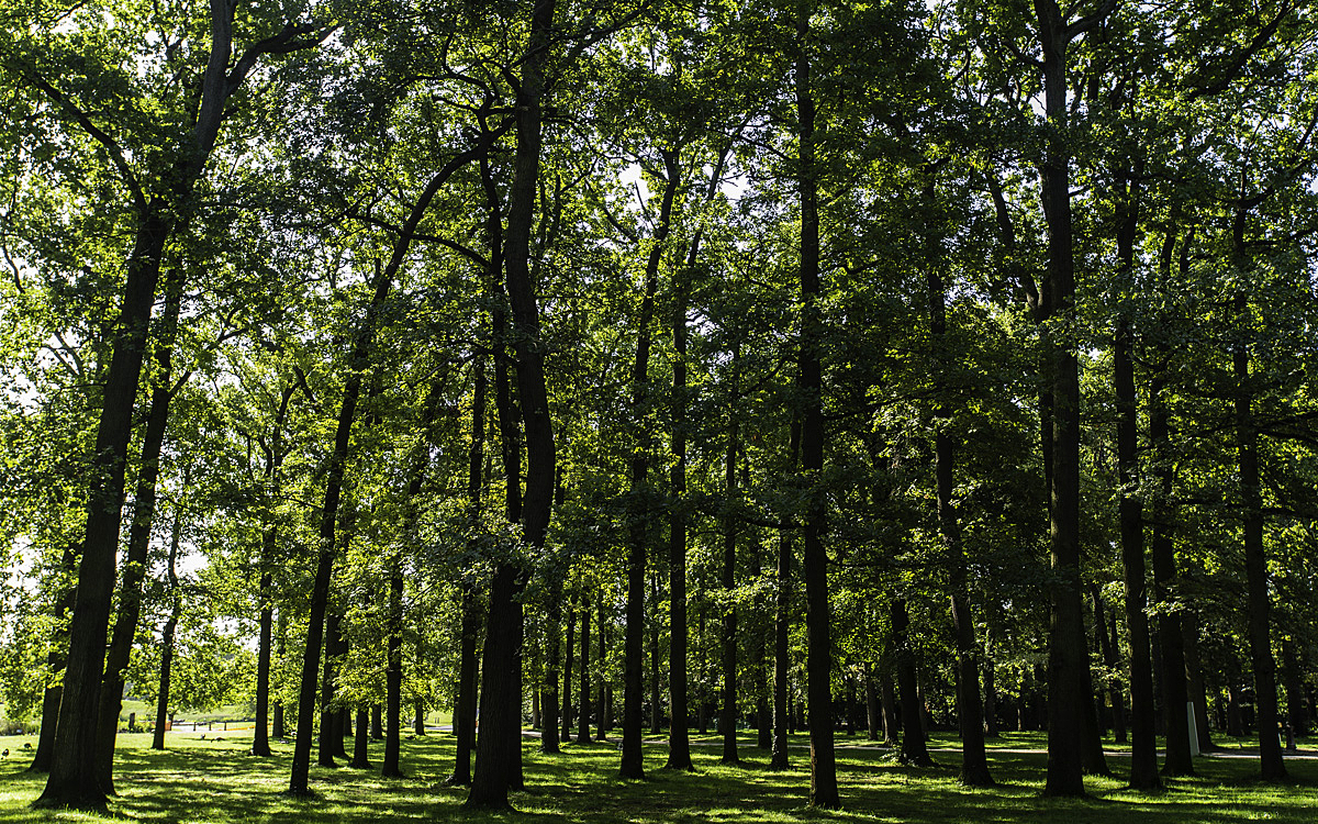 Forêt secrète du Bois de Vincennes