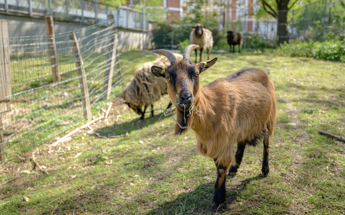Ferme pédagogique René Binet-18e-arrondissement-paris
