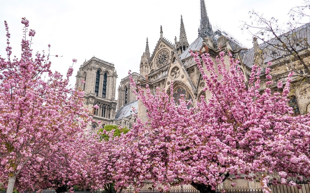 Weather-in-paris-spring-time-tries-near-notre-dame-cathedral